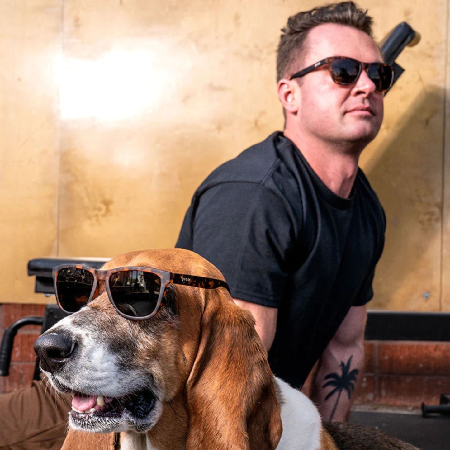 Bosley's Basset Hound Dreams Sunglasses